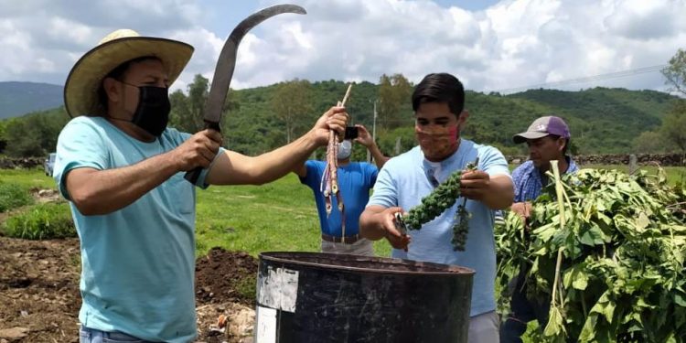 Con extracto de higuerilla Agricultura Sustentable combate plagas en Chucándiro