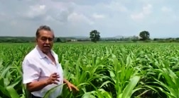 Logra Agricultura Sustentable gran desempeño en maíz en el Bajío michoacano