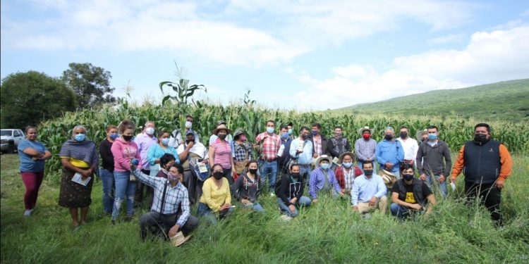 Agricultura Sustentable logra 6 mazorcas en plantas de maíz en Chucándiro