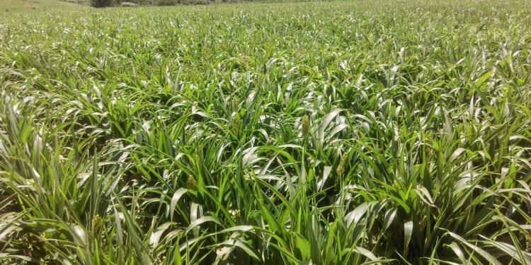 Menos plagas y plantas vigorosas, logra Agricultura Sustentable en Numarán