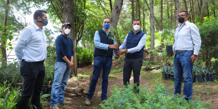 Entrega Gobierno del Estado 1200 plantas nectapoliniferas a apicultores de Michoacán