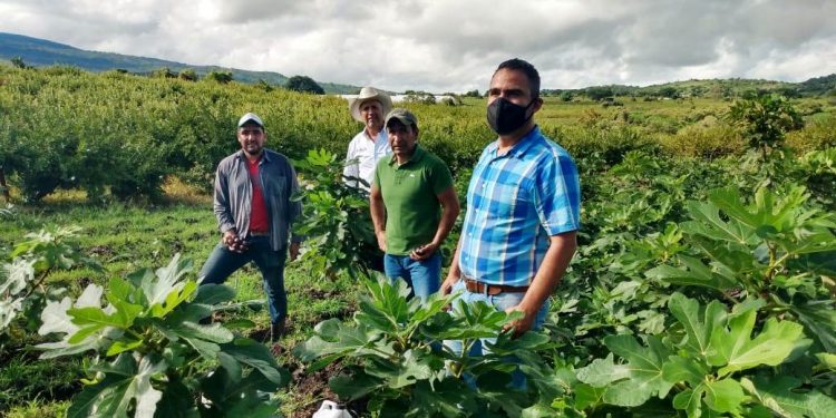 Frutos de higo duplican su tamaño con Agricultura Sustentable