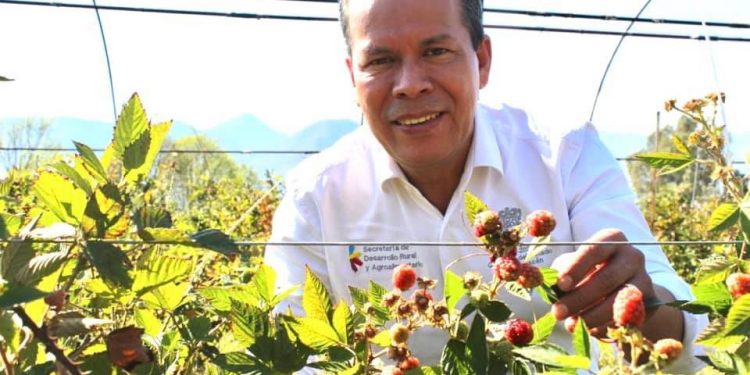 Sanidad e inocuidad agrícola, garantía de excelencia productiva en Michoacán