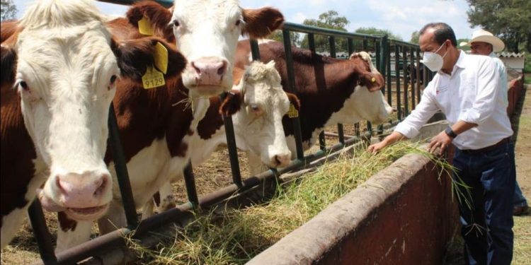 Habrá apoyo y supervisión a rastros de Michoacán