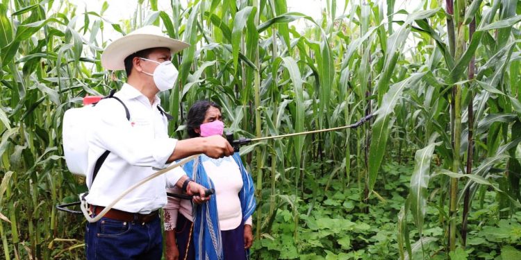 Agricultura Sustentable le ha cambiado el rostro al campo michoacano