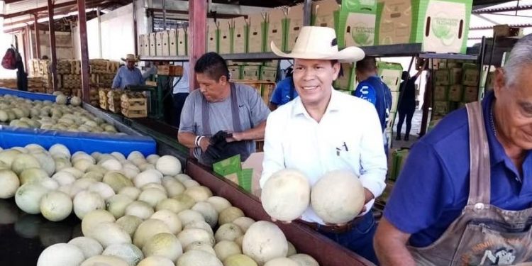 Sanidad e inocuidad agrícola, garantía de excelencia productiva en Michoacán