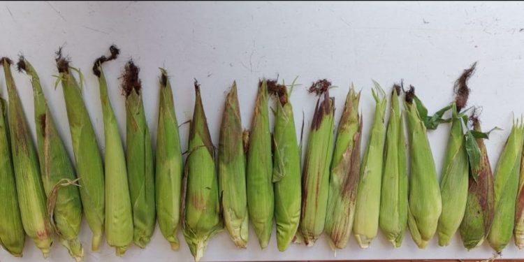 Mazorcas de casi medio kilo produce Agricultura Sustentable en Pátzcuaro