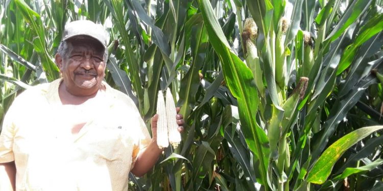 Incrementa Agricultura Sustentable cosecha de maíz en Queréndaro