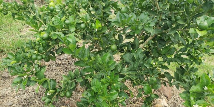 Jóvenes del campo le apuestan a la Agricultura Sustentable en Tangamandapio