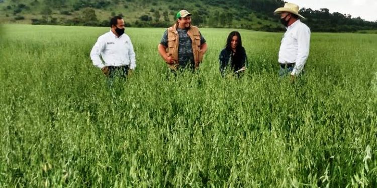 Con Agricultura Sustentable, en Senguio duplicarán producción de avena