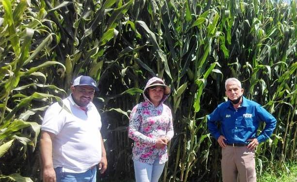 Elotes gigantes y plantas de 3.5 metros, logra Agricultura Sustentable en La Piedad