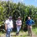 Elotes gigantes y plantas de 3.5 metros, logra Agricultura Sustentable en La Piedad