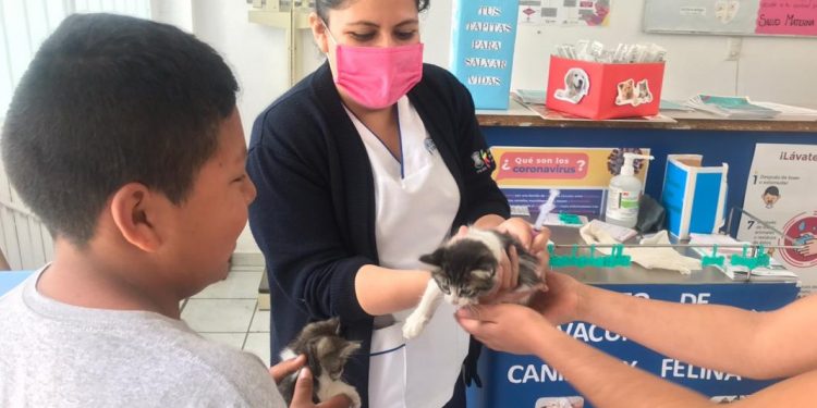 Arrancó la Jornada Nacional de Vacunación antirrábica