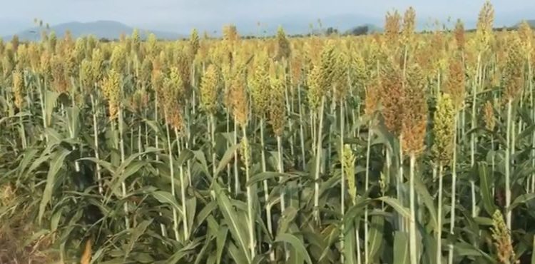 De altos vuelos, la Agricultura Sustentable en Tierra Caliente