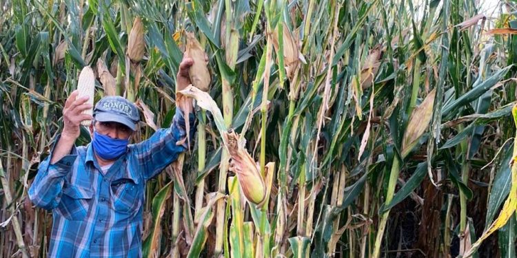 Productores de Penjamillo, comprometidos con la Agricultura Sustentable