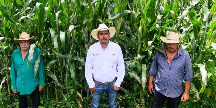Penjamillo, líder en producción orgánica con Agricultura Sustentable