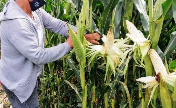 En Zacapu, Agricultura Sustentable refrenda resultados en maíz
