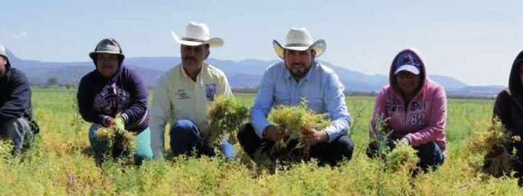 Vital fortalecer al campo para no afectar la producción de maíz: Humberto González