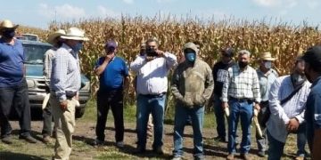 Duplican producción de maíz en Zacapu, con Agricultura Sustentable