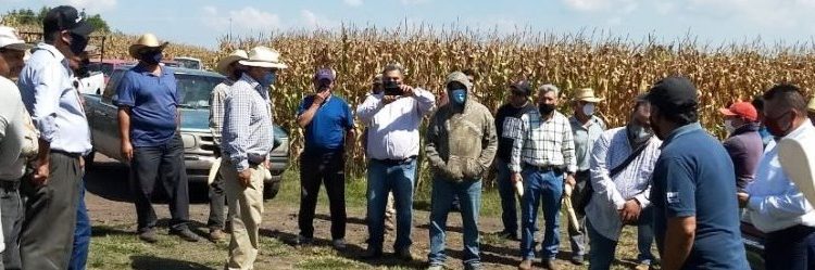 Duplican producción de maíz en Zacapu, con Agricultura Sustentable