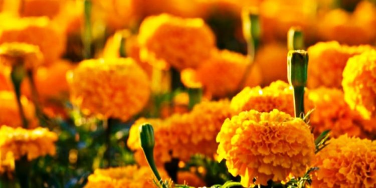 Pese a epidemia, habrá abasto de flor de cempasúchil en Michoacán