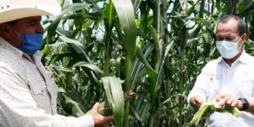 Epidemia, oportunidad para revalorar al sector agroalimentario de Michoacán