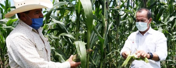 Epidemia, oportunidad para revalorar al sector agroalimentario de Michoacán