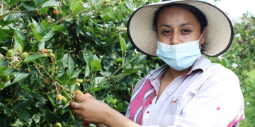 Mejor fruta de zarzamora, logra Agricultura Sustentable en Tacámbaro