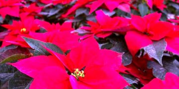 Concreta Gobierno de Michoacán créditos a productores de flor de Nochebuena