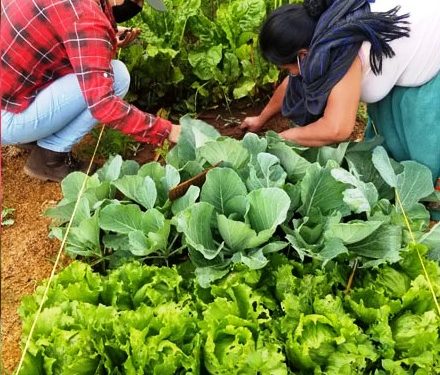 Huertos de Agricultura Sustentable, fortalecen la economía local