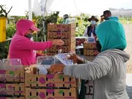 Gobierno de México intensifica la reactivación y rescate del campo michoacano