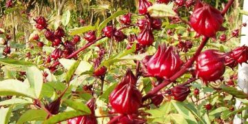 Michoacán, 2° productor nacional de jamaica