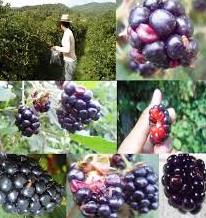 Con Agricultura Sustentable reducen plagas de zarzamora en Ario de Rosales