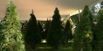 Michoacán, 4º lugar nacional en producción de árboles de Navidad