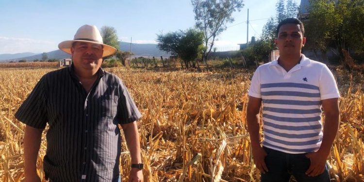 Ratifica Agricultura Sustentable incremento del 40 por ciento en rendimiento de maíz