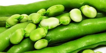 En cuatro años, creció 400% el valor de la producción del haba en Michoacán