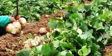 Michoacán, 5° productor nacional de jícama