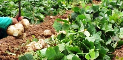 Michoacán, 5° productor nacional de jícama