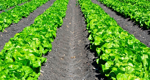 Produce Michoacán más de 15 mil toneladas de lechuga