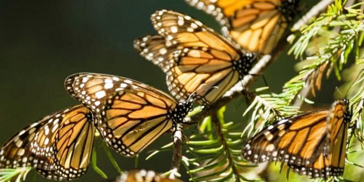 Visitas a los Santuarios de la Mariposa Monarca, con estrictas medidas de higiene