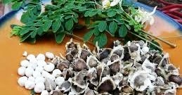 En cuatro años, Michoacán logró el liderazgo nacional en producción de moringa 😀
