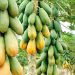 Venta de papaya en Michoacán incrementó 120 por ciento sus ingresos en cinco años
