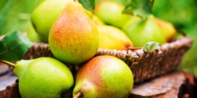 Michoacán, líder nacional en producción de pera