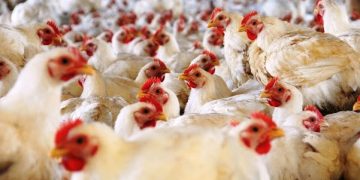 Produce Michoacán 123 mil toneladas de carne de aves