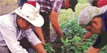 Trabajadoras y trabajadores de Sembrando Vida reciben pago esta primera semana de noviembre