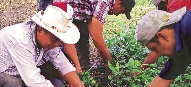 Trabajadoras y trabajadores de Sembrando Vida reciben pago esta primera semana de noviembre