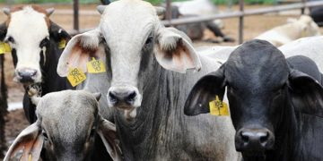 En marcha planeación estratégica de campañas zoosanitarias en Michoacán