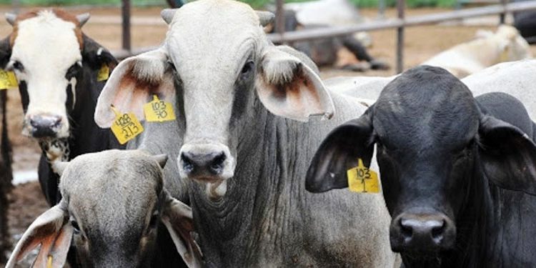 En marcha planeación estratégica de campañas zoosanitarias en Michoacán