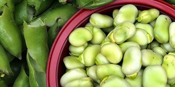 Michoacán 4° productor nacional de haba