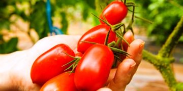 En cinco años, triplica Michoacán ingresos por producción de jitomate